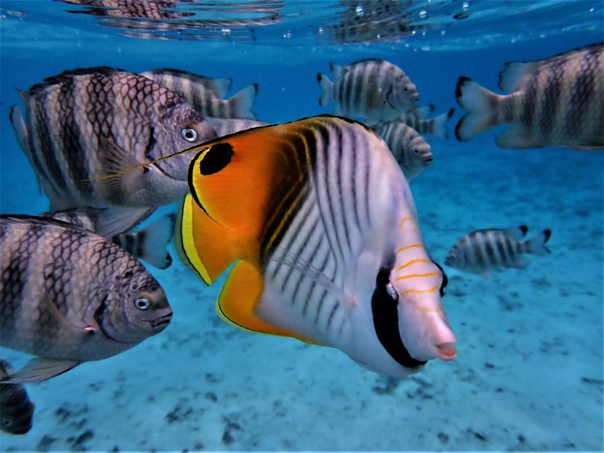 2 Nuits Insolites & 1 Excursion Voile A Bord Du Voilier Mori Ora Moorea Exterior foto